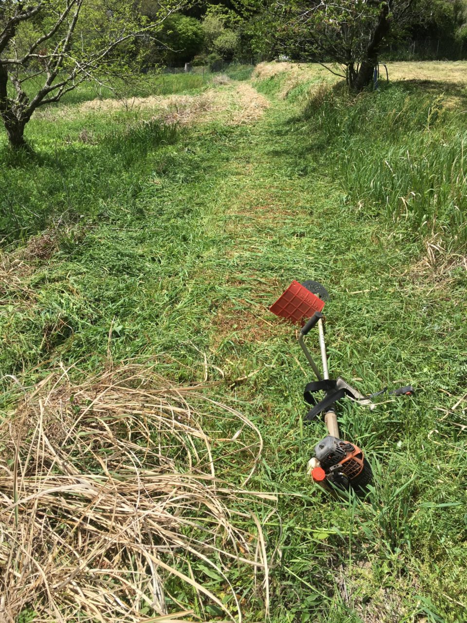 通路の草刈り